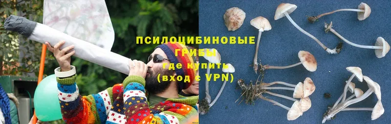Галлюциногенные грибы мицелий  как найти   Старый Оскол 